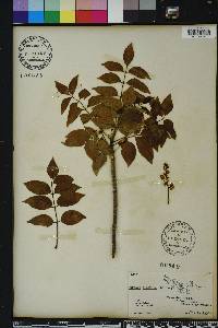 Bursera simaruba image