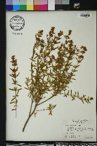 Hypericum galioides image