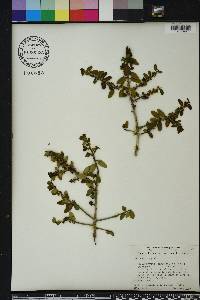 Ilex vomitoria image