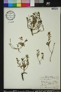 Crocanthemum georgianum image