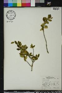 Ilex vomitoria image