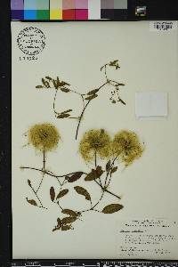 Clematis reticulata image