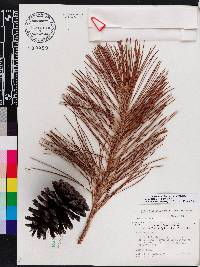 Pinus elliottii image