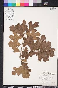 Quercus margarettae image