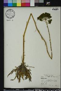 Polygala cymosa image