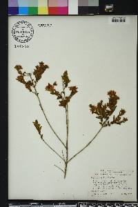 Hypericum myrtifolium image