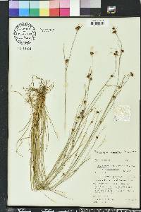 Rhynchospora fascicularis image