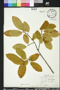 Prunus serotina var. alabamensis image