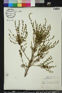 Lythrum lineare image