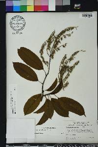 Oxydendrum arboreum image