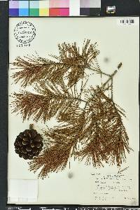 Pinus clausa image