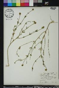 Polygala brevifolia image