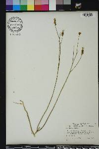 Polygala incarnata image