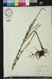 Lythrum lineare image