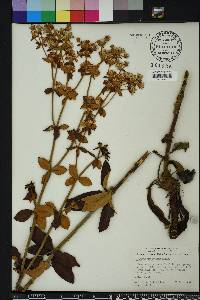 Eriogonum tomentosum image