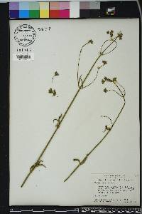 Verbena bonariensis image