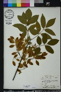 Fraxinus caroliniana image