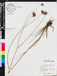 Coreopsis nudata image