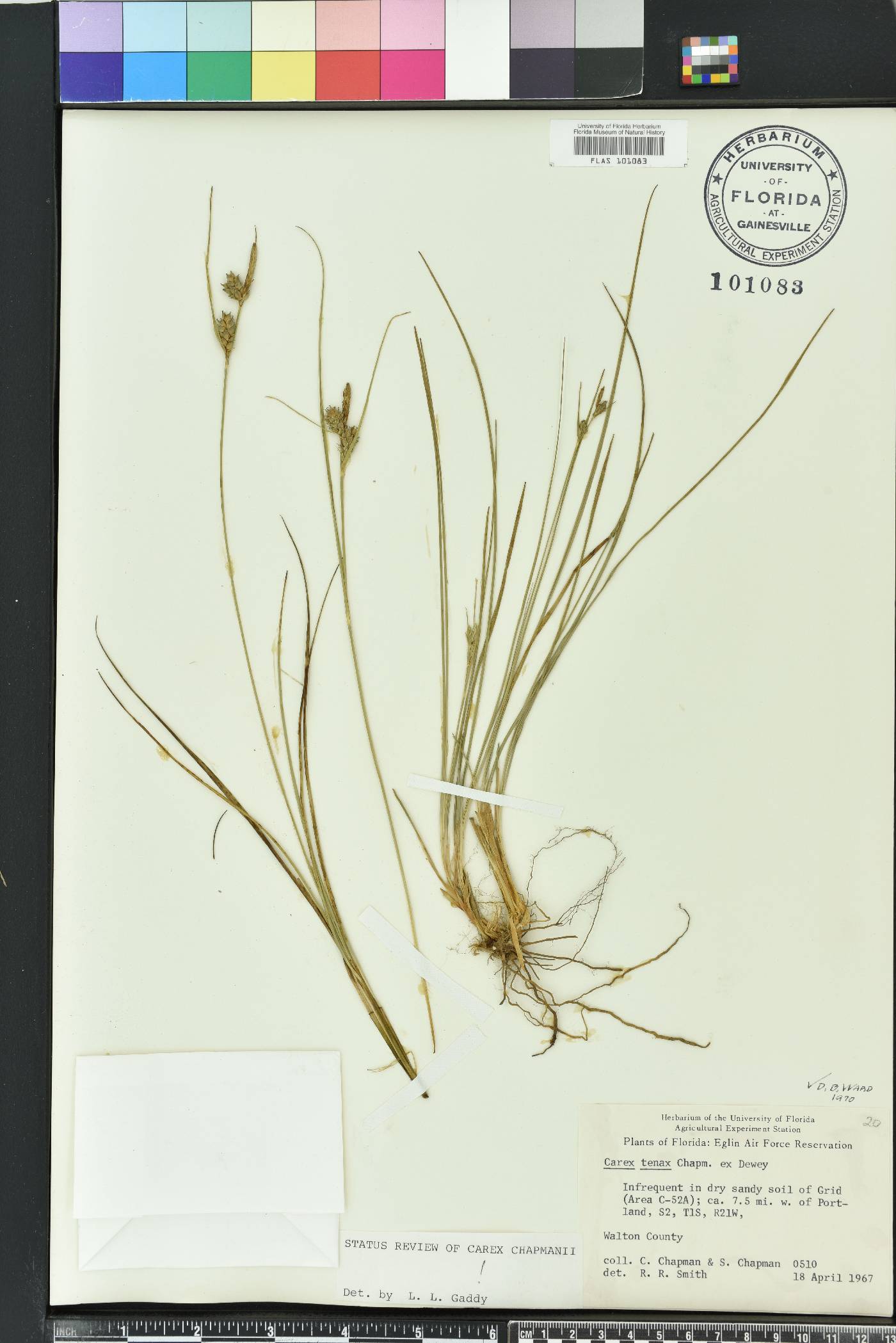 Carex tenax image