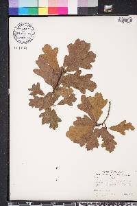 Quercus margarettae image