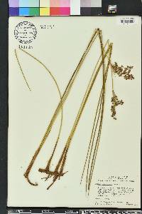 Juncus roemerianus image