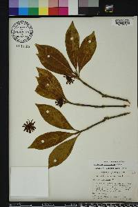 Illicium floridanum image