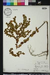 Hypericum tetrapetalum image