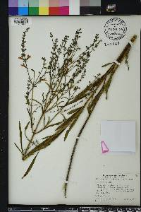 Salvia azurea image