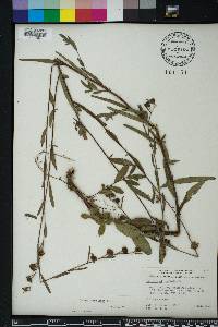 Ludwigia maritima image