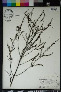 Seymeria cassioides image