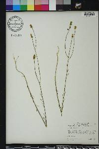 Polygala chapmanii image