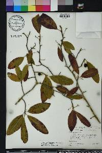 Nyssa sylvatica var. biflora image