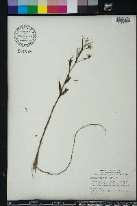 Ludwigia decurrens image