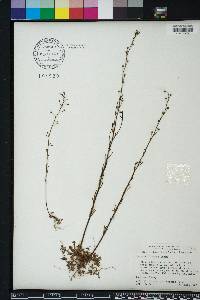 Linaria floridana image