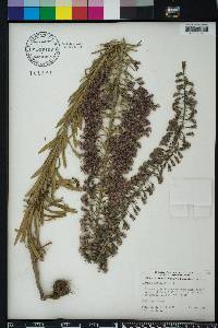 Liatris gracilis image