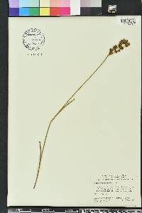 Juncus trigonocarpus image