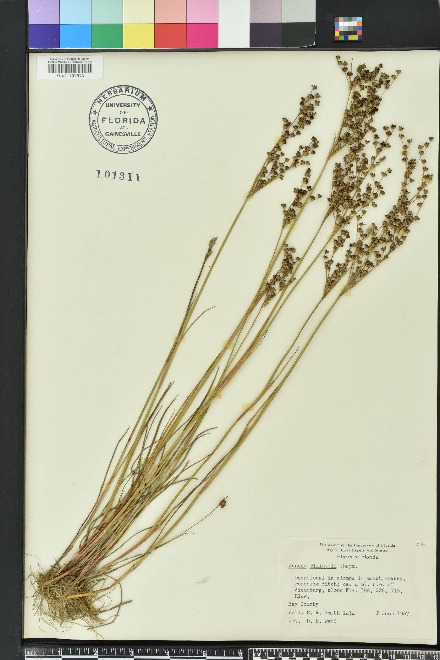 Juncus elliottii image