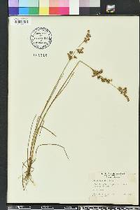 Juncus elliottii image