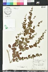 Lespedeza thunbergii image