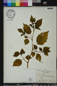 Physalis angulata image