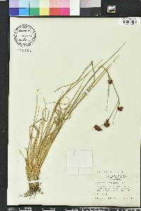 Rhynchospora cephalantha image