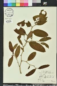 Smilax laurifolia image