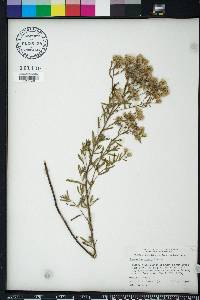 Eupatorium mohrii image