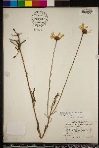 Balduina uniflora image