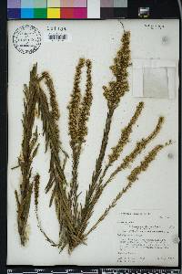 Solidago sempervirens image