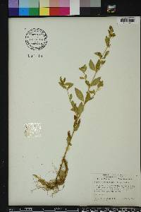 Cuphea carthagenensis image