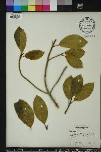 Ficus aurea image