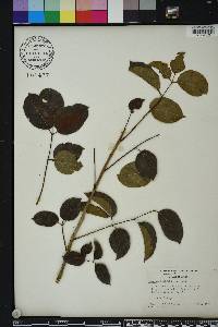 Bursera simaruba image