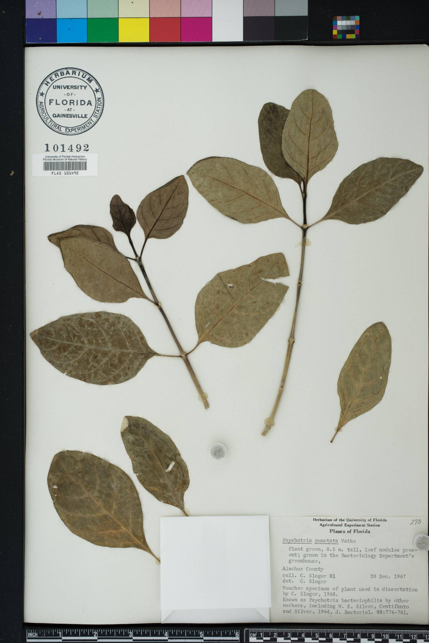 Psychotria punctata image