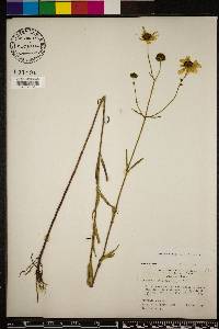 Bidens mitis image